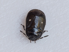 Adomerus biguttatus