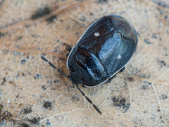 Adomerus biguttatus