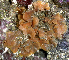 Primavelans insculpta