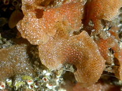 Primavelans insculpta