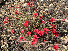 Ipomopsis tenuifolia