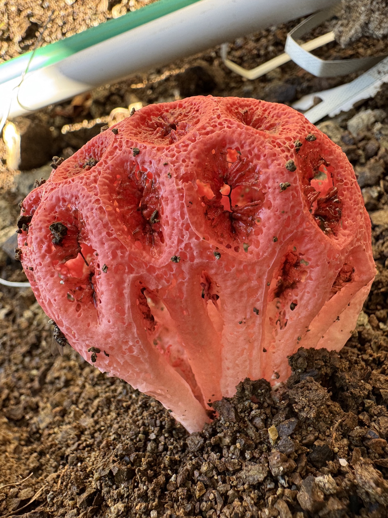 Wiffle Ball Stinkhorn (Clathrus crispus) · iNaturalist