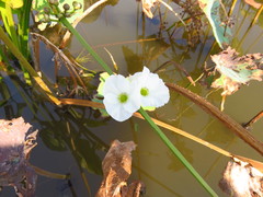 Echinodorus cordifolius