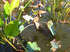 Echinodorus cordifolius