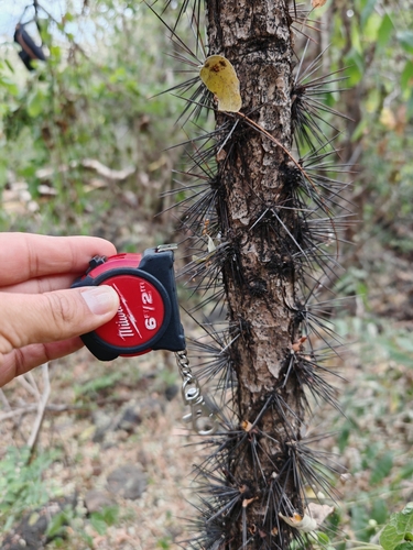 Pereskiopsis diguetii, photograph 3