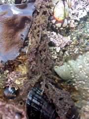 Callithamnion pikeanum