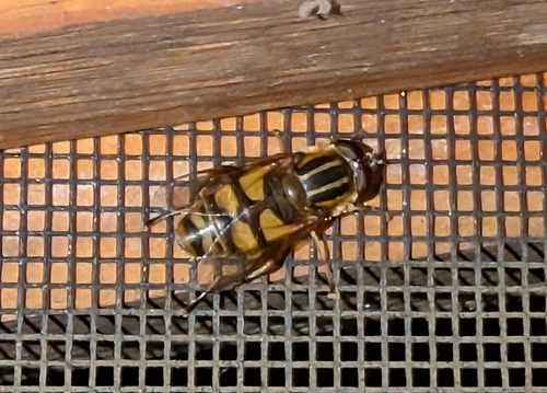 Unknown species found near Sparta Township, MO 65753, USA