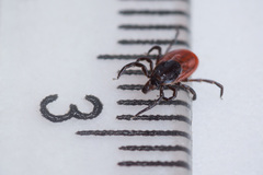 Ixodes persulcatus