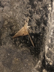 Oxyodes scrobiculata