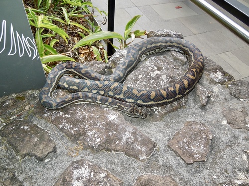 Coastal Carpet Python sighting