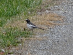 Motacilla grandis