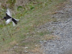 Motacilla grandis