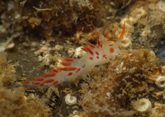Coryphella