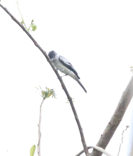 Choco Sirystes (Sirystes albogriseus), photo 5