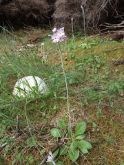Primula laurentiana