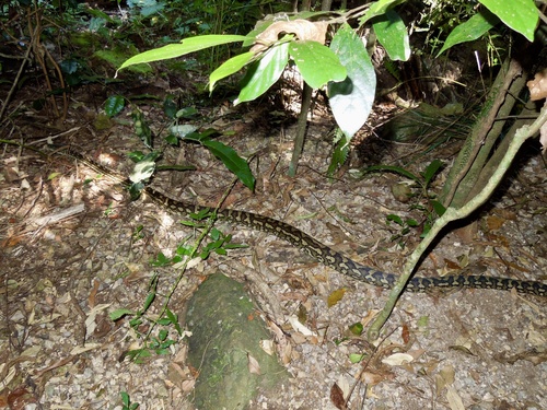 Coastal Carpet Python sighting