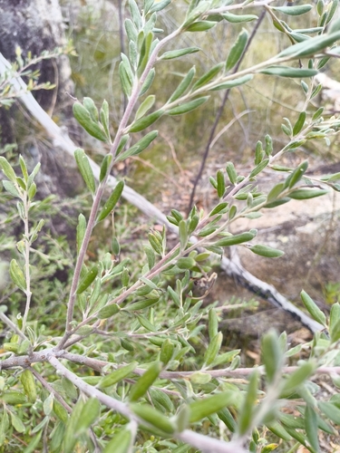 Grevillea arenaria, photograph 1