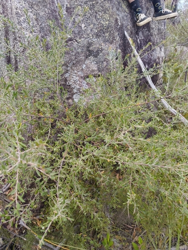 Grevillea arenaria, photograph 2