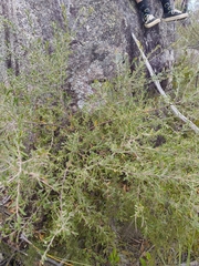 Grevillea arenaria, photograph author not stated, no rights reserved