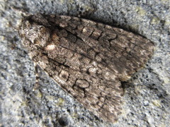 Acronicta carbonaria