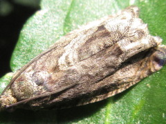 Cydia glandicolana