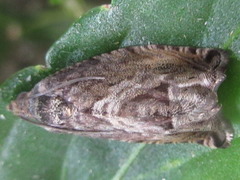 Cydia glandicolana