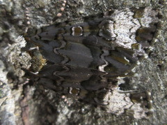 Craniophora ligustri