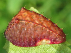 Microleon longipalpis