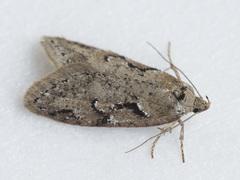 Semioscopis steinkellneriana