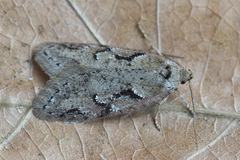 Semioscopis steinkellneriana