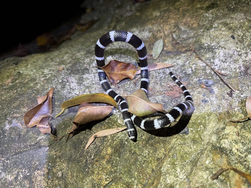 Eastern Bandy Bandy sighting