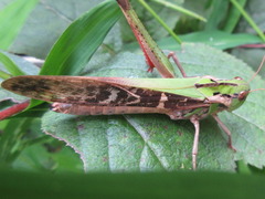 Gastrimargus marmoratus