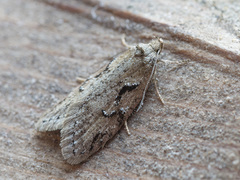 Semioscopis steinkellneriana
