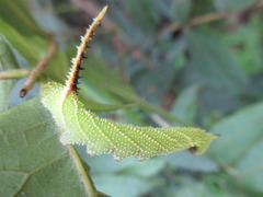 Smerinthini