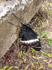 Papilio garamas