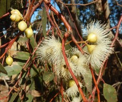Eucalyptus leucoxylon