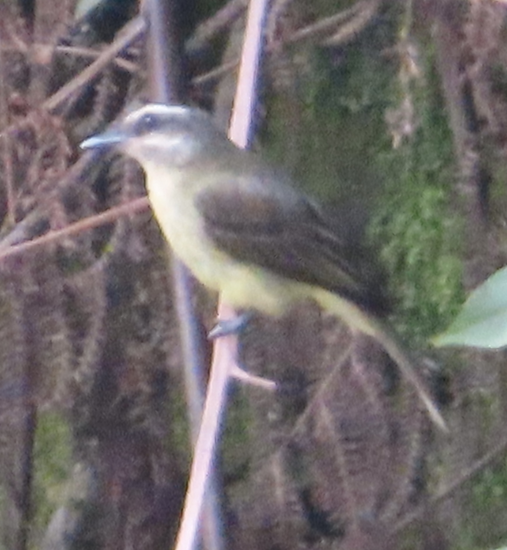 Golden-crowned Flycatcher (Myiodynastes chrysocephalus), photo 6