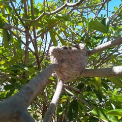 Rhipidura leucophrys