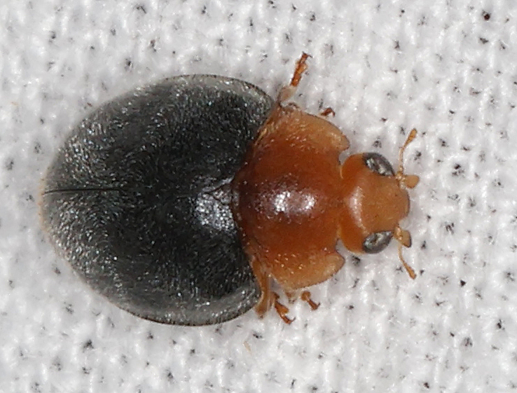 Papaya mealybug