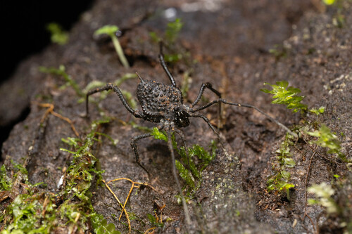 Hexabunus armillatus