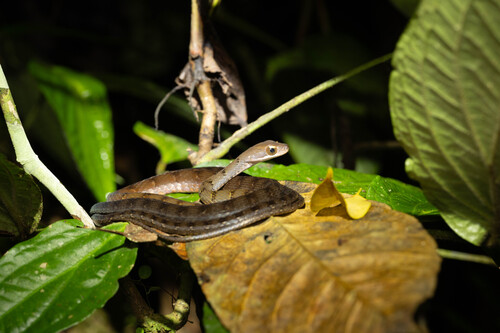 Olive Forest Racer