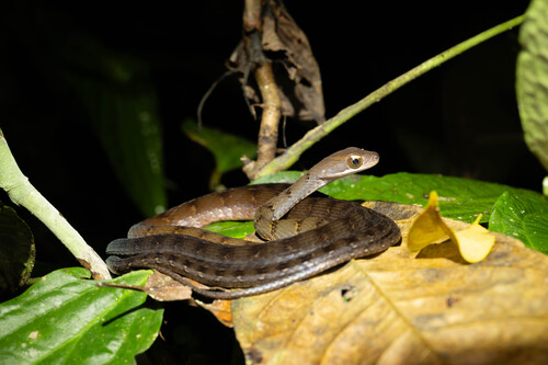 Olive Forest Racer