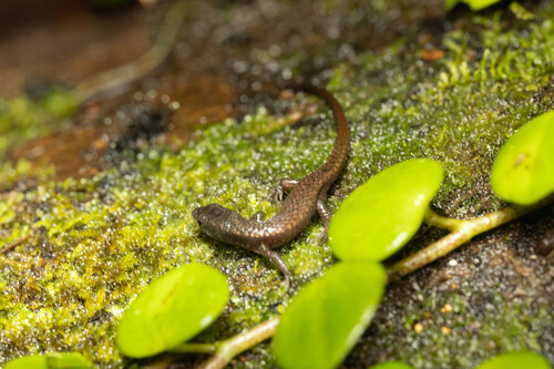 Common Root Lizard, Loxopholis parietalis