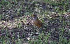 Turdus rufopalliatus