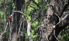 Pyrocephalus rubinus