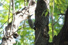 Melanerpes aurifrons