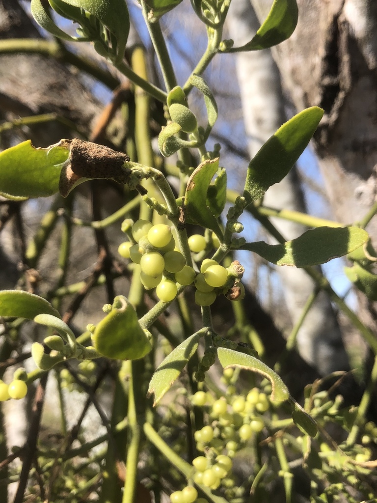 American Mistletoe in November 2019 by Aidan Campos. Phoradendron ...