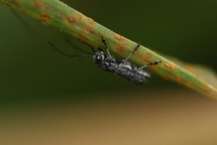 Euciodes suturalis