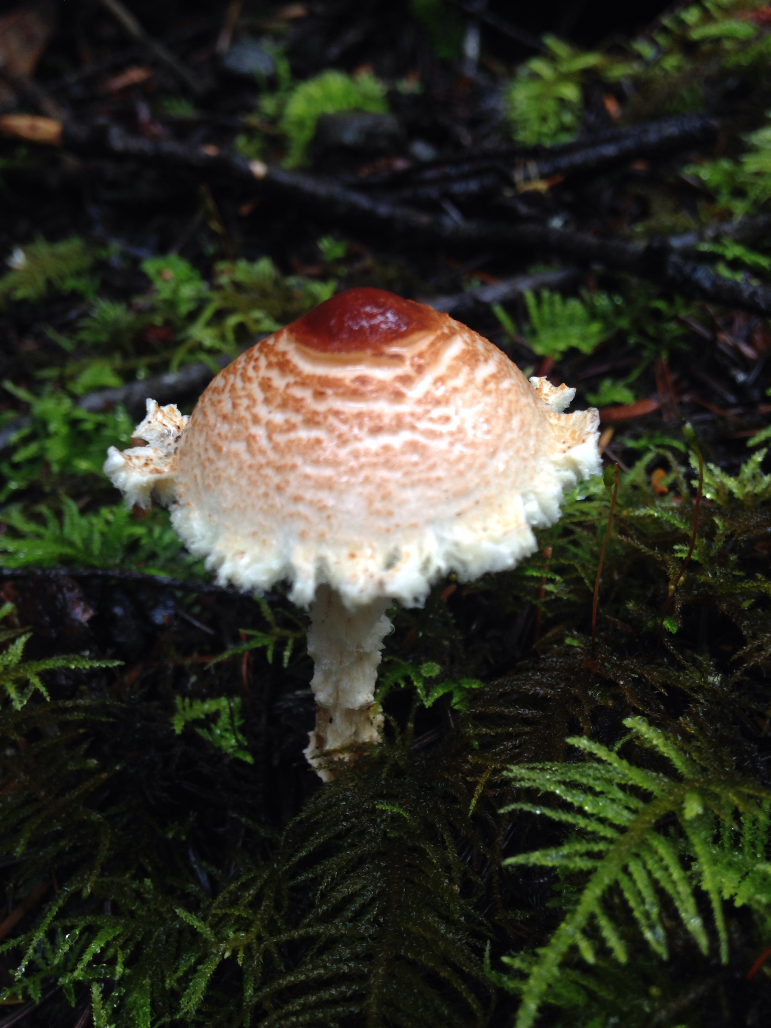 Lepiota magnispora image