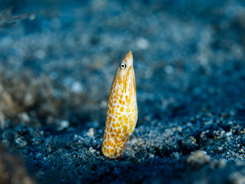 Sharpsnout snake eel (Apterichtus klazingai) — Ophichthidae